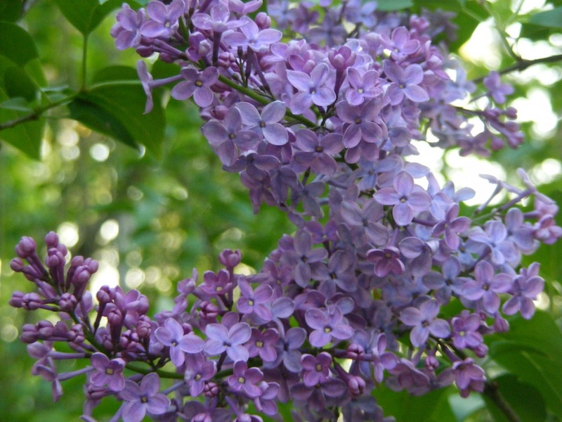 lilac blossom